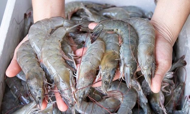 Shrimp Prices
