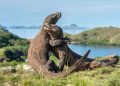 Komodo National Park