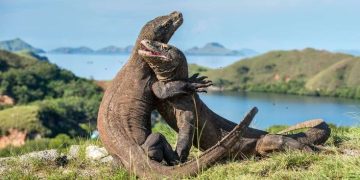 Komodo National Park