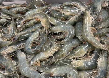 Indonesian Shrimp